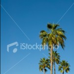 Palm Trees and blue sky stock image